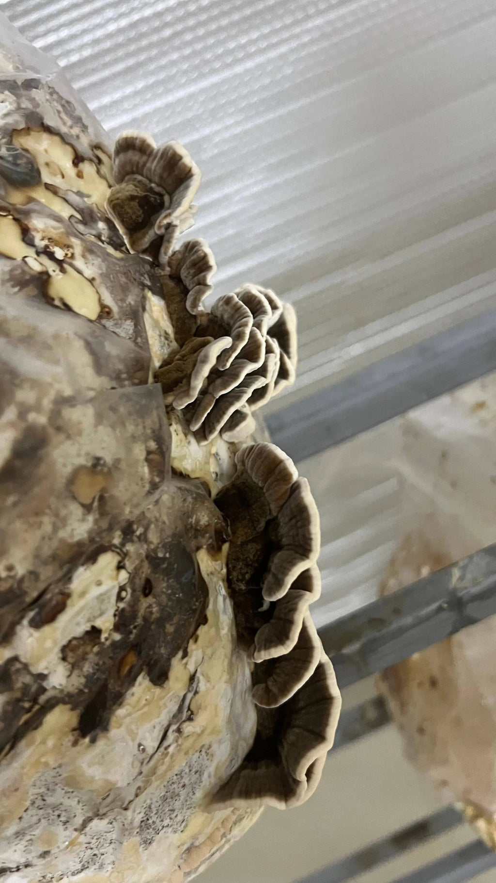 Organic Turkey Tail Water Extract Powder | Premium Quality, Immunity Superfood | Grown in India - growthefunguy