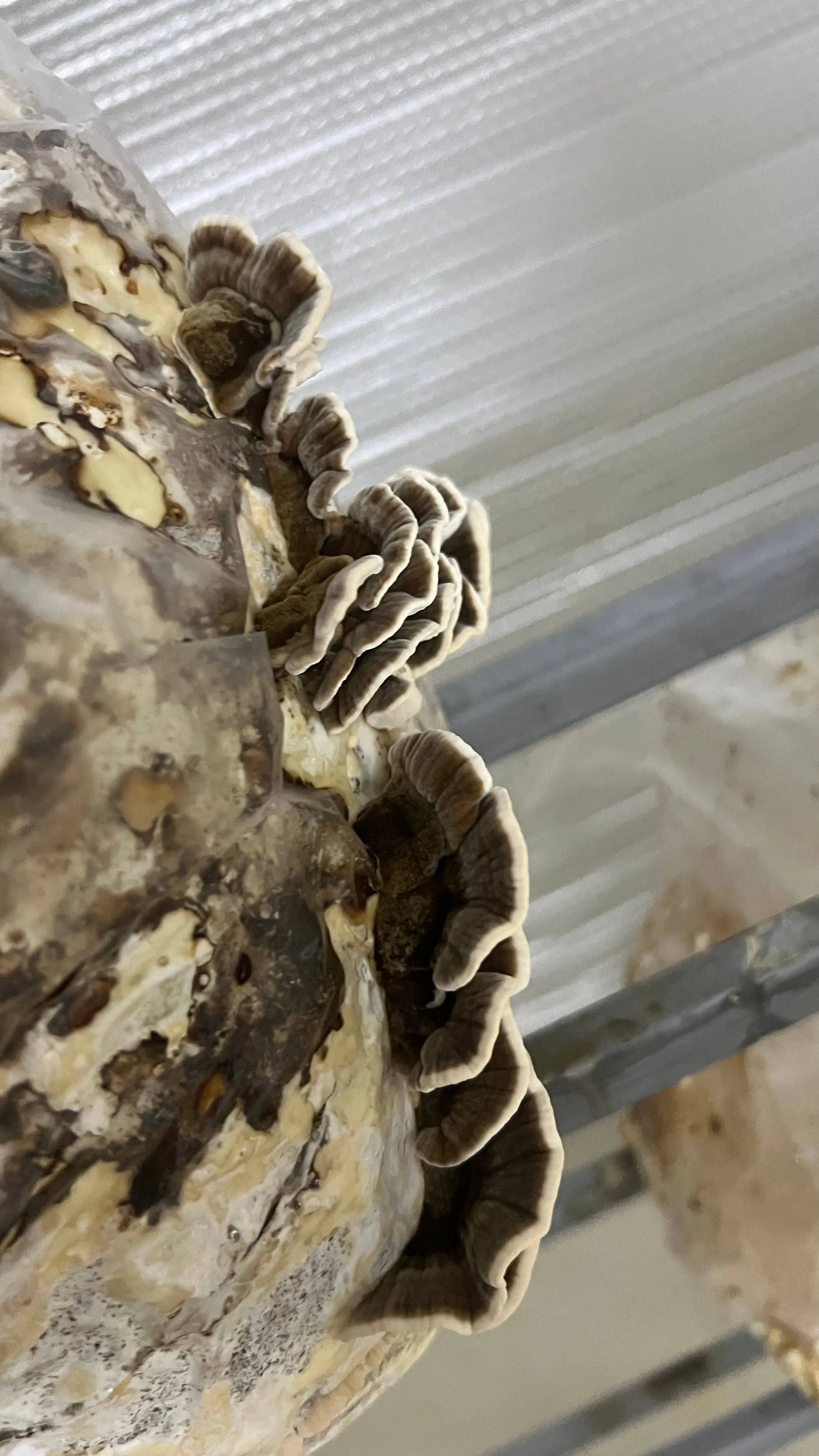 Organic Turkey Tail Water Extract Powder | Premium Quality, Immunity Superfood | Grown in India - growthefunguy