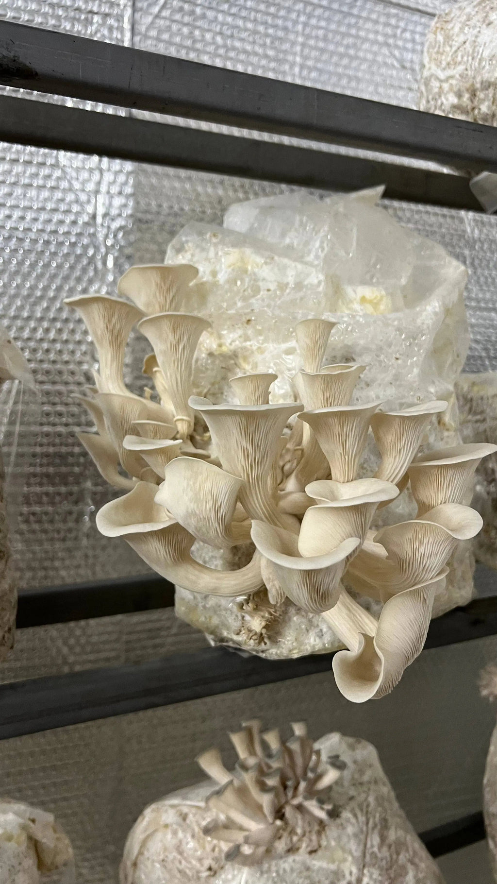 Starter Mushroom grow Kit - growthefunguy