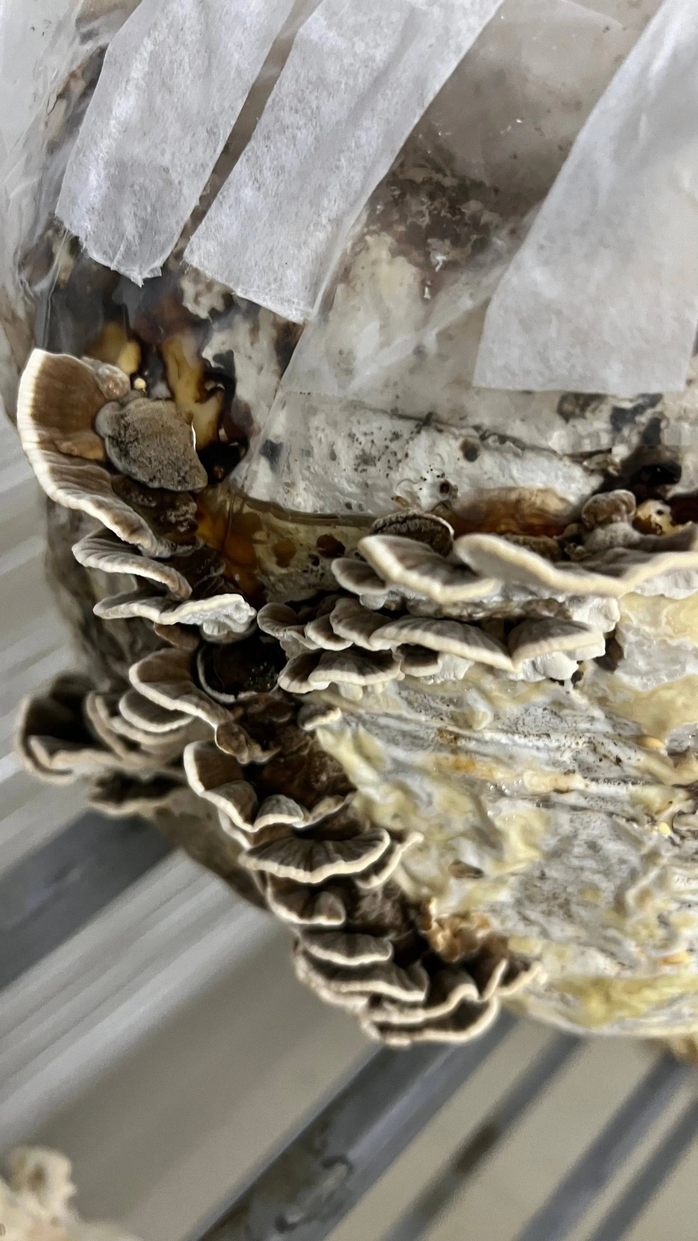 Organic Turkey Tail Water Extract Powder | Premium Quality, Immunity Superfood | Grown in India - growthefunguy