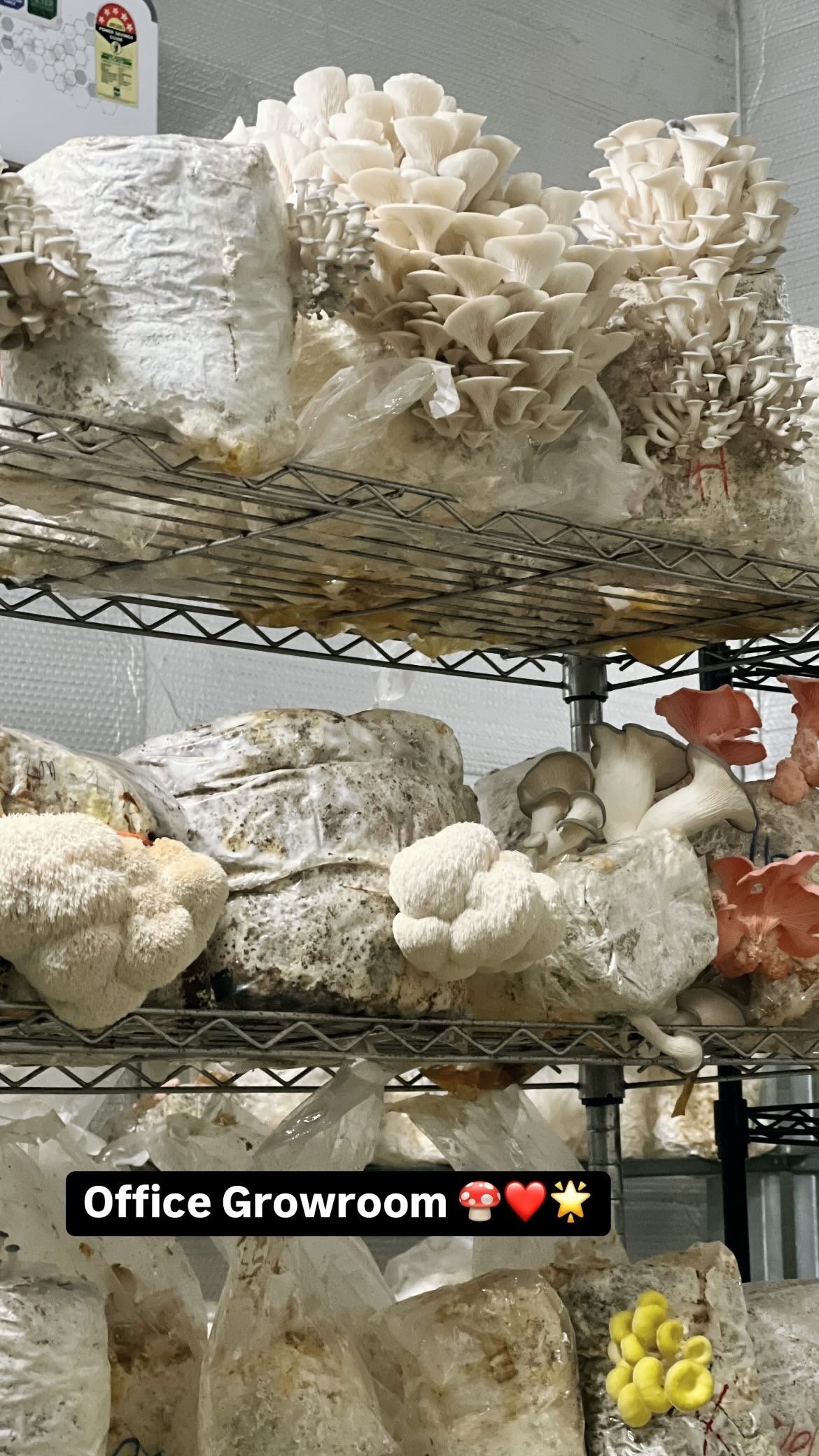 MushPellets Improved - Premium mushroom grow medium for Wood loving species growthefunguy