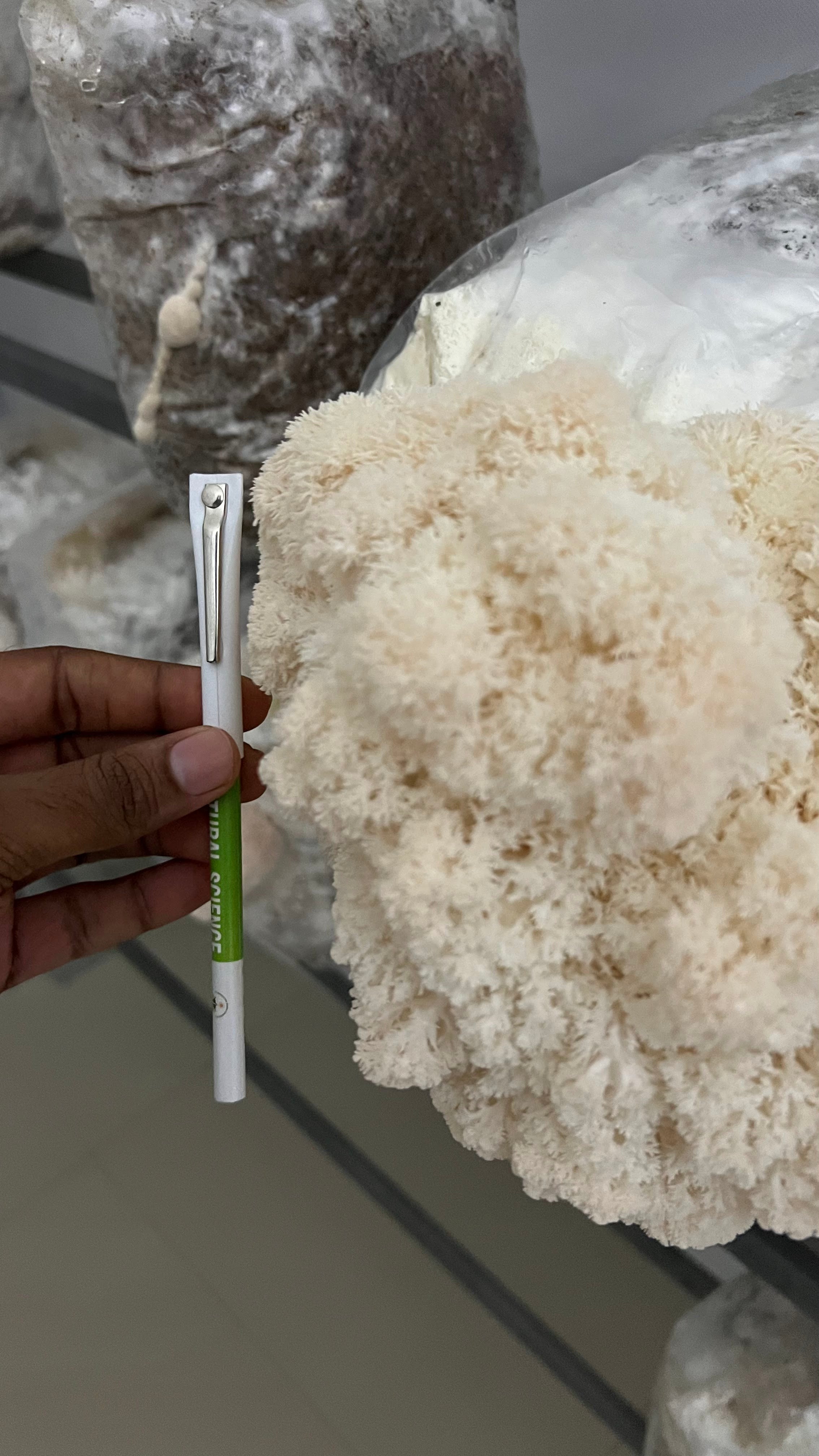 MushPellets™ Improved - Premium mushroom grow medium for Wood loving species (Copy) growthefunguy