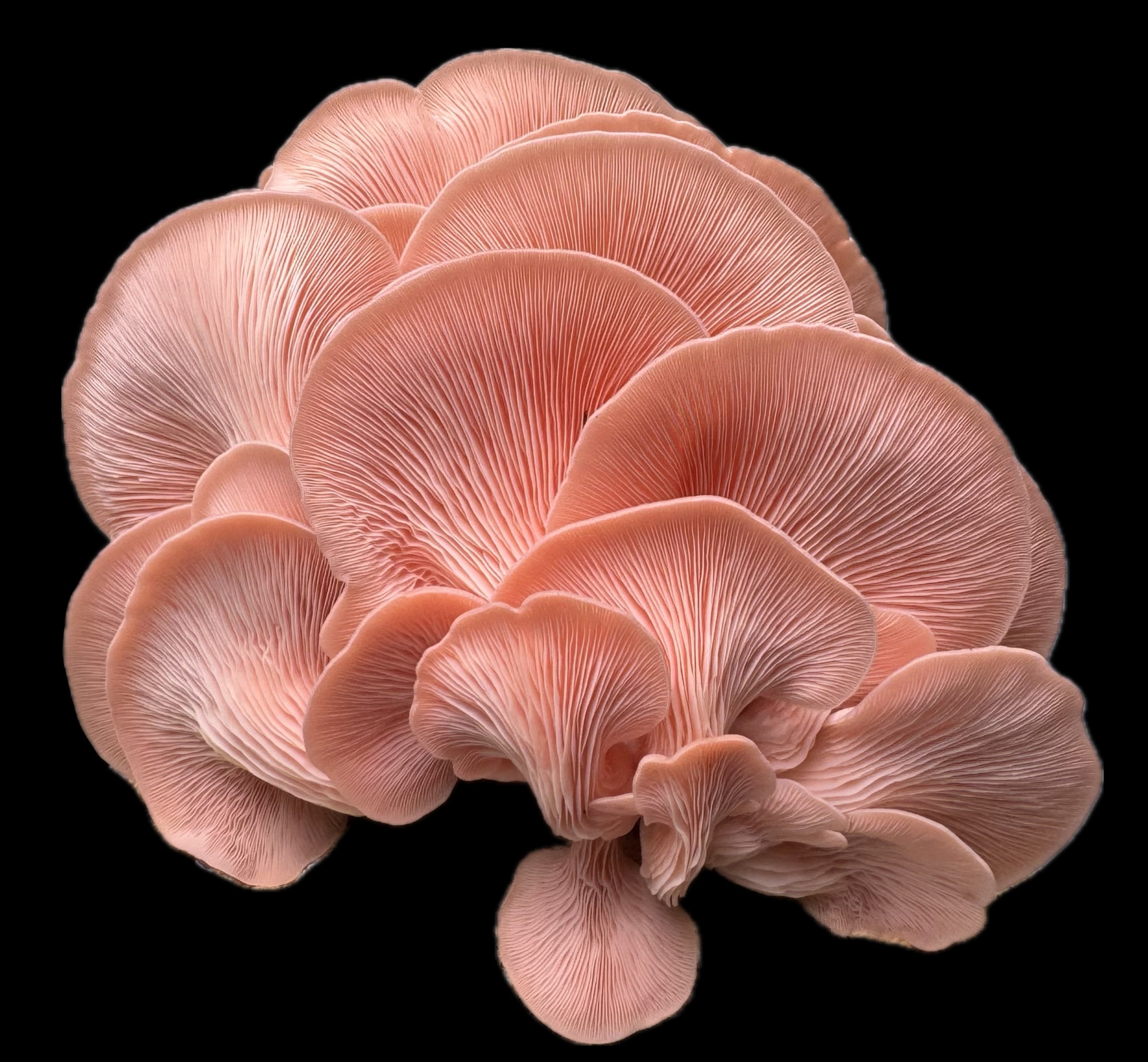 Organic Pink Oyster Powder - 100g | Premium Quality, Cholesterol and diabetic regulating Superfood