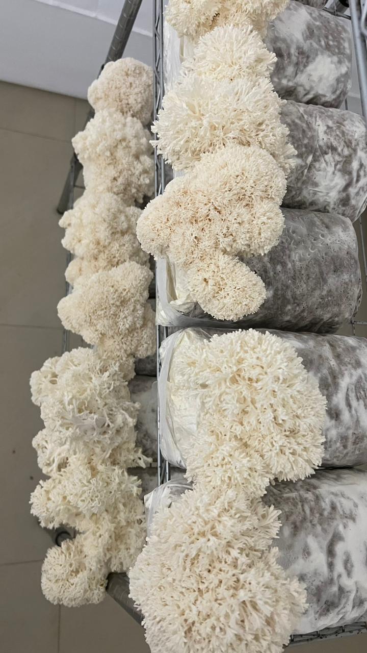 MushPellets™ Improved - Premium mushroom grow medium for Wood loving species (Copy) growthefunguy