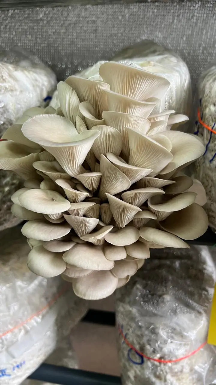 10-Head Ultrasonic Humidifier with Sensors – Fully Automatic growthefunguy