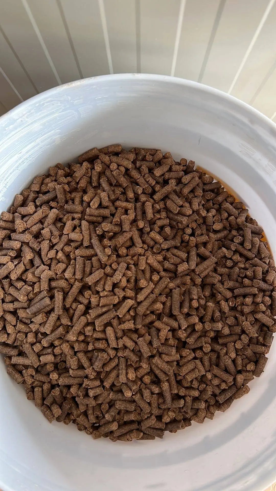 MushPellets™ Improved - Premium mushroom grow medium for Wood loving species (Copy) - growthefunguy